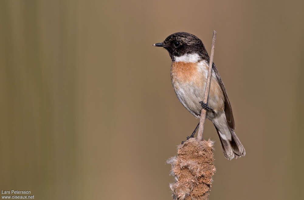 White-tailed Stonechat