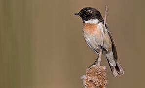 White-tailed Stonechat