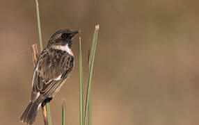 White-tailed Stonechat