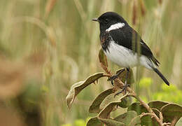 African Stonechat