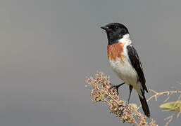 African Stonechat