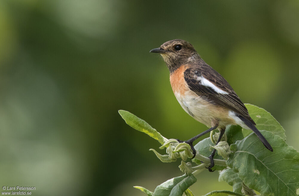 African Stonechat