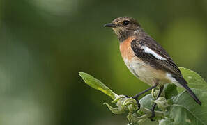 African Stonechat