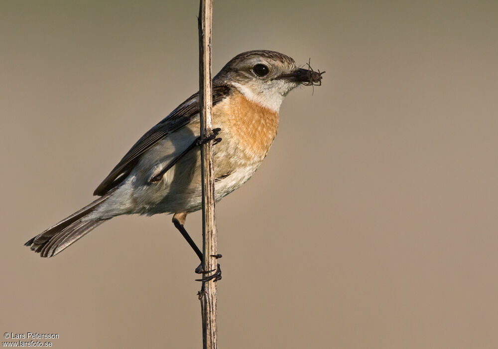 African Stonechat