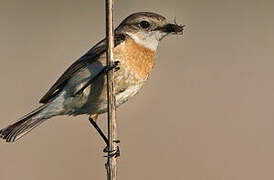African Stonechat