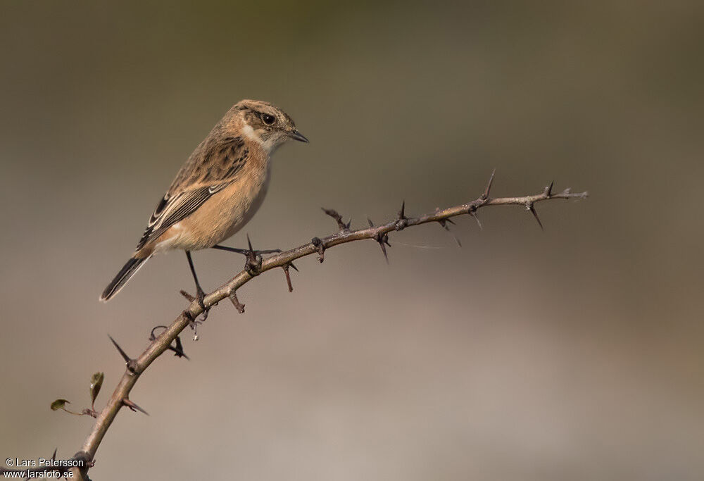 African Stonechat