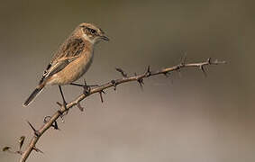 African Stonechat