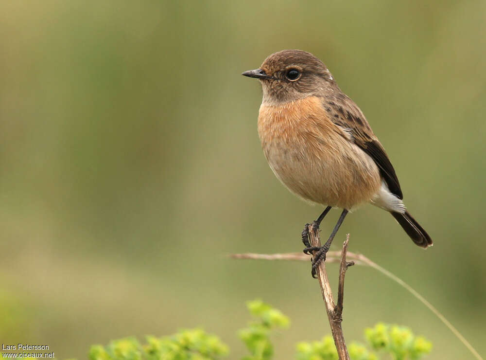 African Stonechat female adult, identification