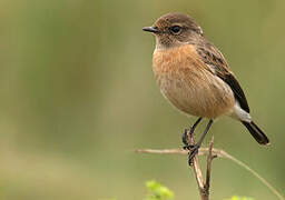 African Stonechat