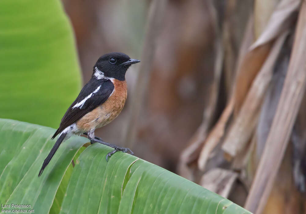 African Stonechat male adult, identification