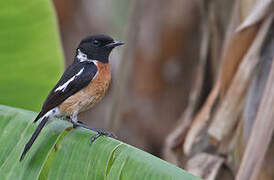 African Stonechat