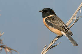 African Stonechat