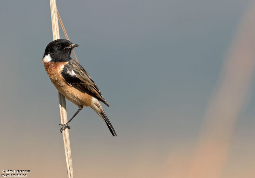 African Stonechat