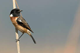 African Stonechat