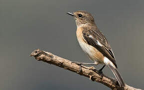 African Stonechat