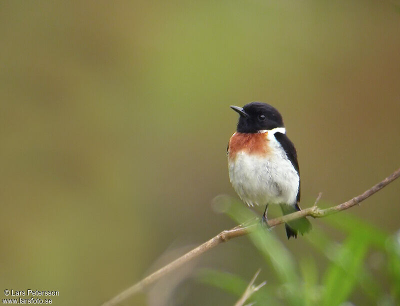 Madagascan Stonechat