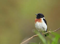 Madagascar Stonechat