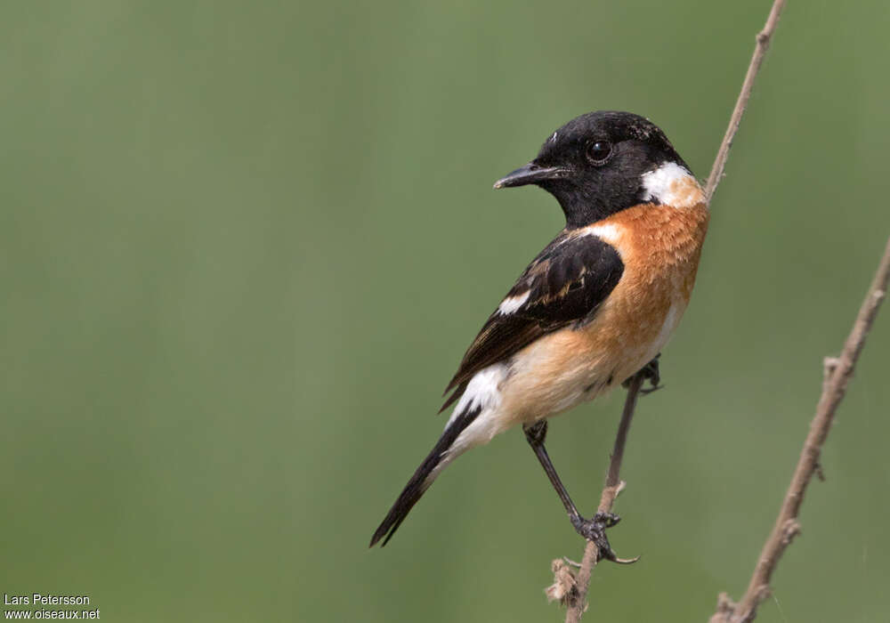 Siberian Stonechat male adult, fishing/hunting, Behaviour