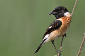 Siberian Stonechat