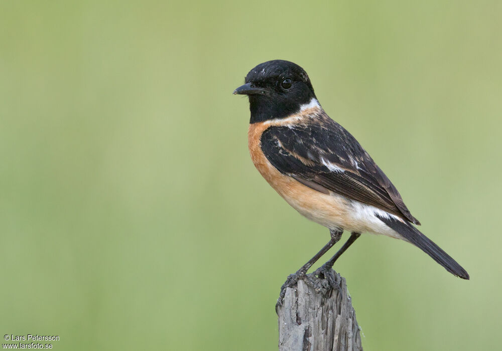 Siberian Stonechat