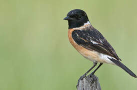 Siberian Stonechat