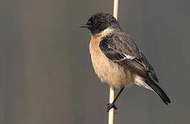 Siberian Stonechat