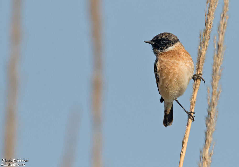 Siberian Stonechat