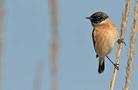 Siberian Stonechat