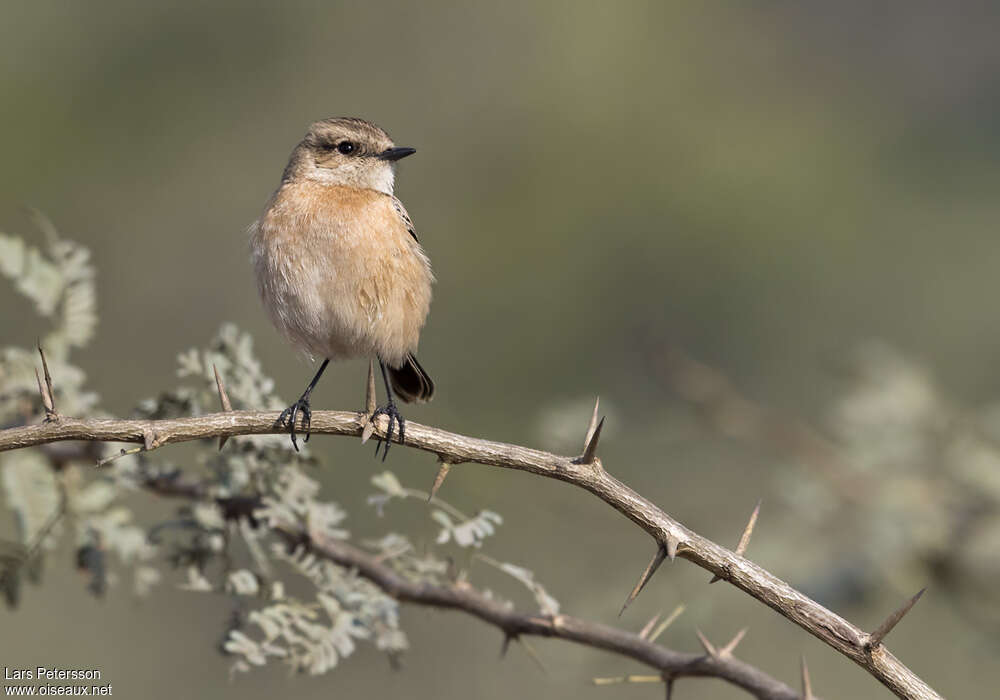 Siberian Stonechat female adult, close-up portrait