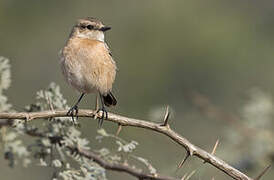 Siberian Stonechat