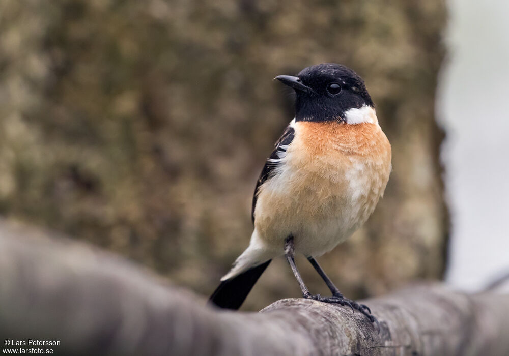 Siberian Stonechat