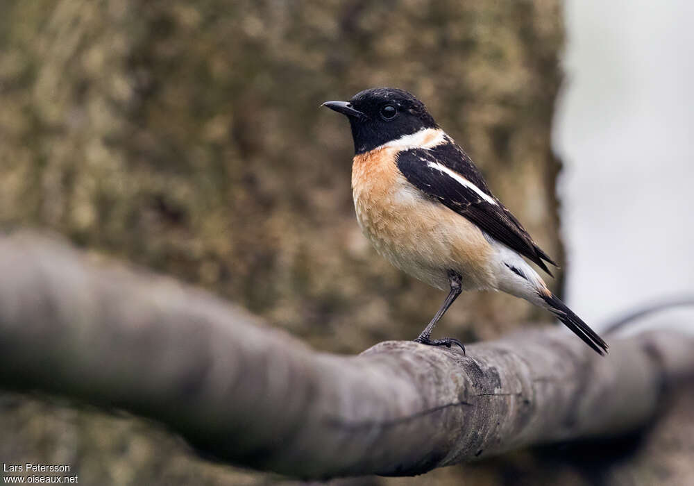 Siberian Stonechat male adult breeding, identification