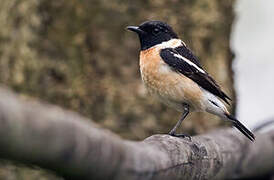 Siberian Stonechat