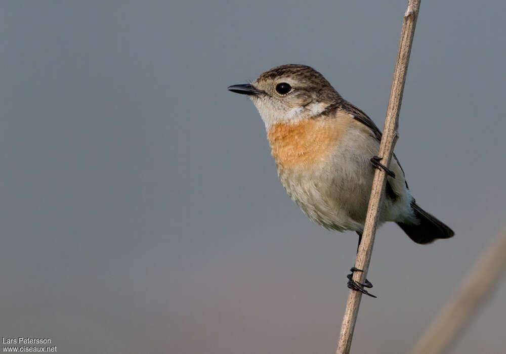 Stejneger's Stonechat female adult, close-up portrait