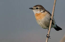 Amur Stonechat