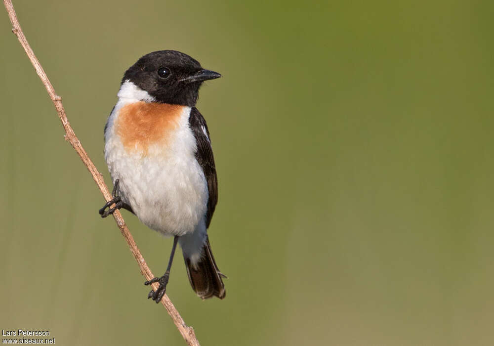 Stejneger's Stonechat male adult, close-up portrait