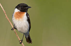 Stejneger's Stonechat