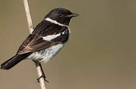 Stejneger's Stonechat