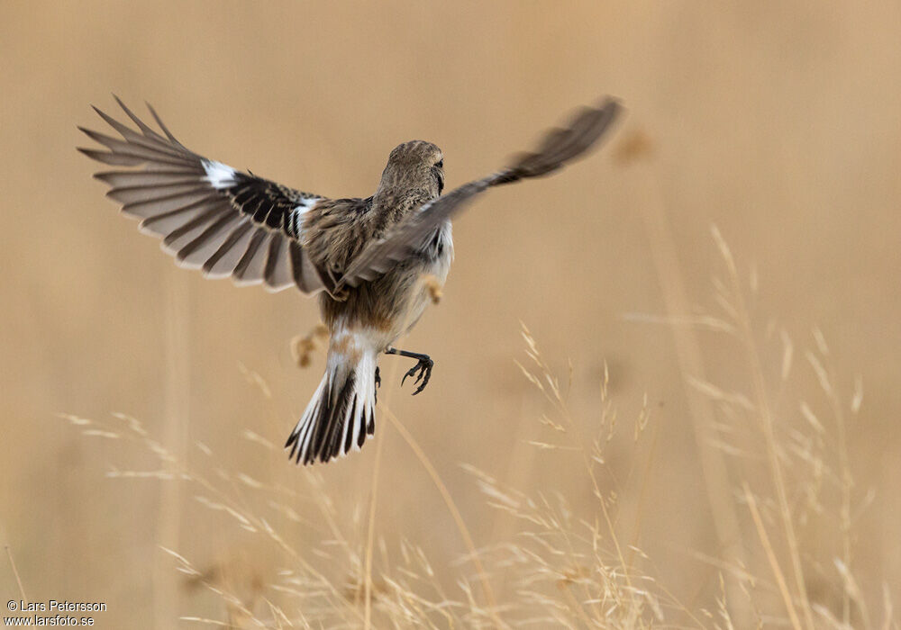 White-browed Bush Chat