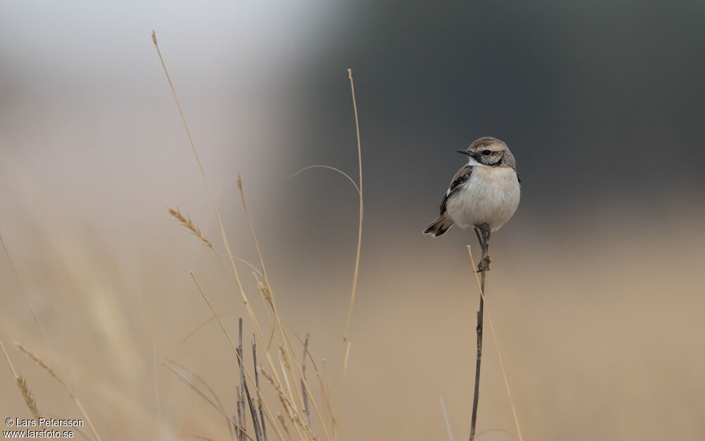 White-browed Bush Chat