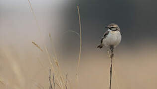 White-browed Bush Chat