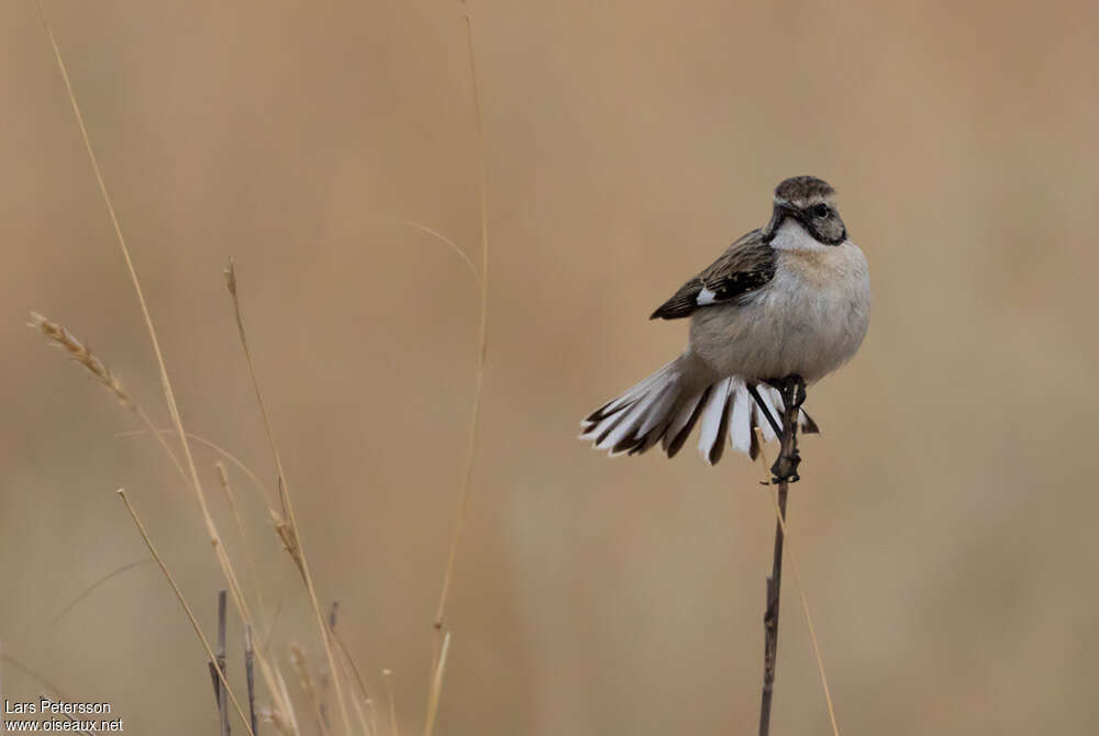 White-browed Bush Chatimmature