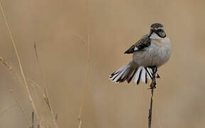 White-browed Bush Chat