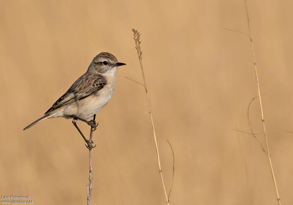 White-browed Bush Chat female adult