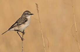 White-browed Bush Chat