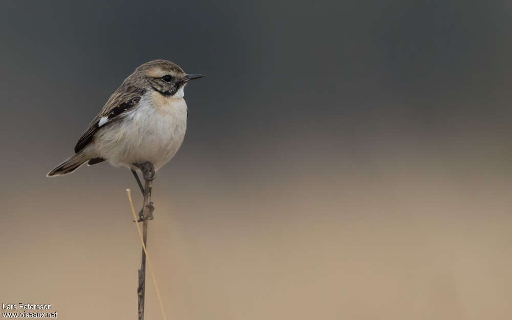 White-browed Bush Chat male immature