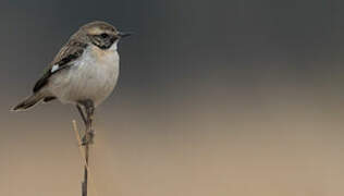 White-browed Bush Chat