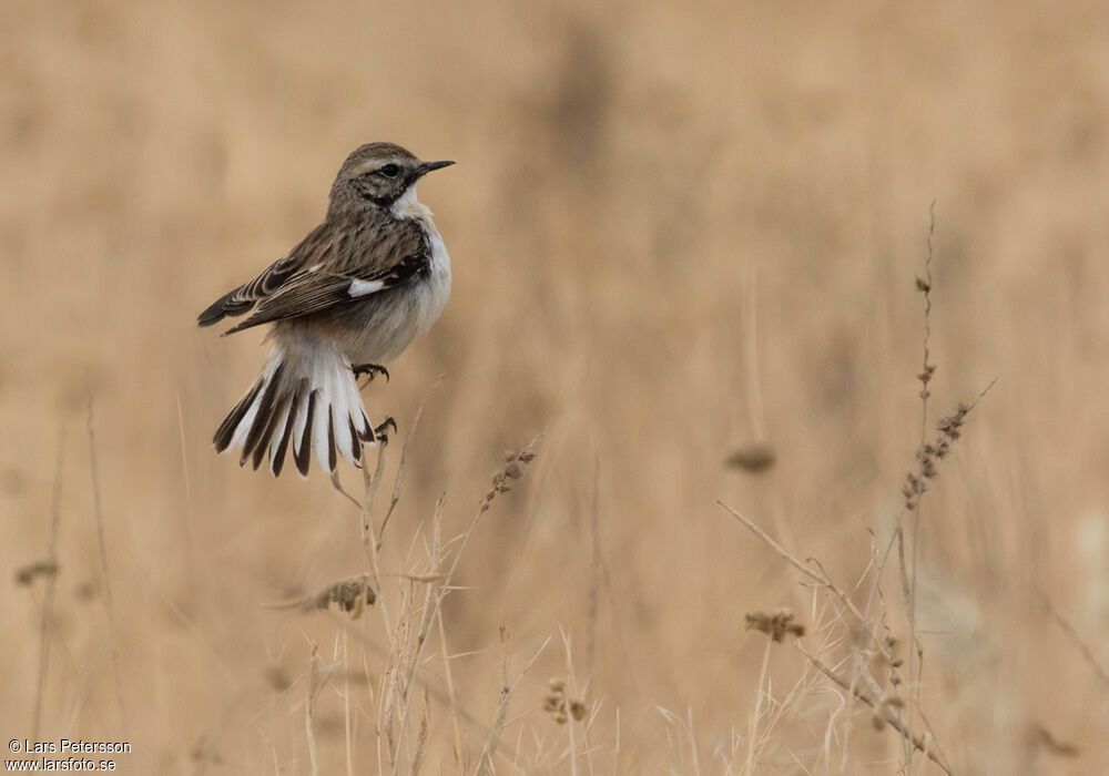 White-browed Bush Chat