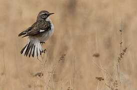 White-browed Bush Chat