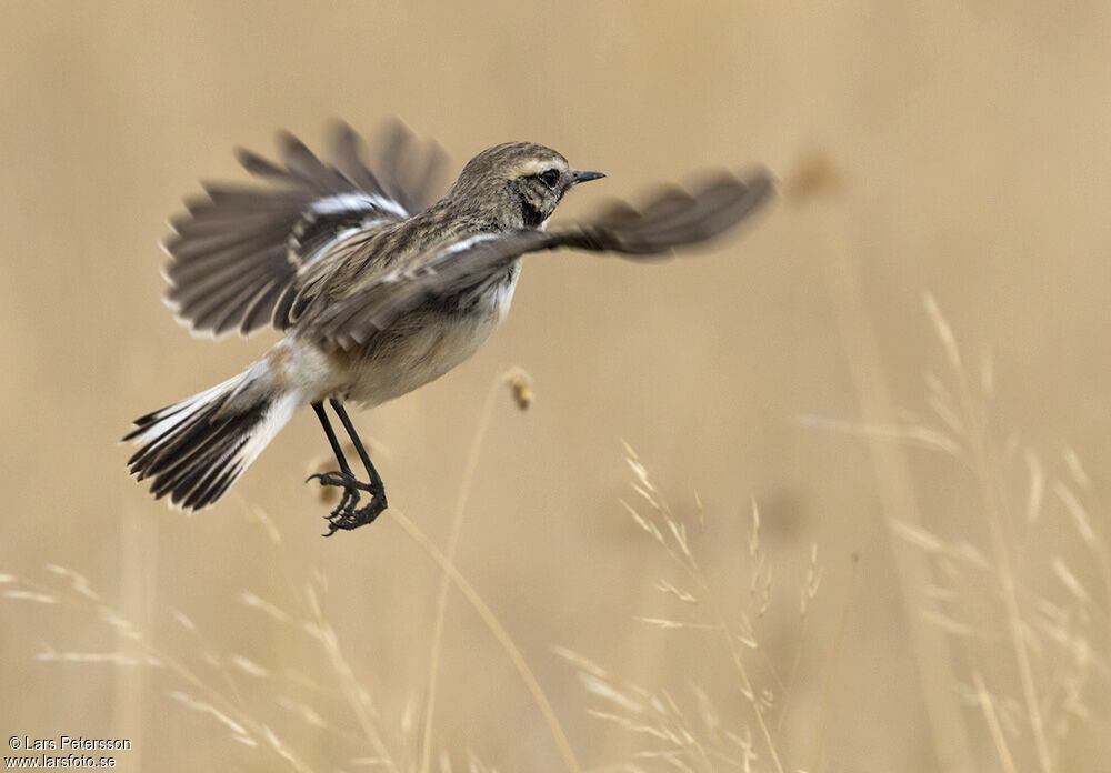 White-browed Bush Chat